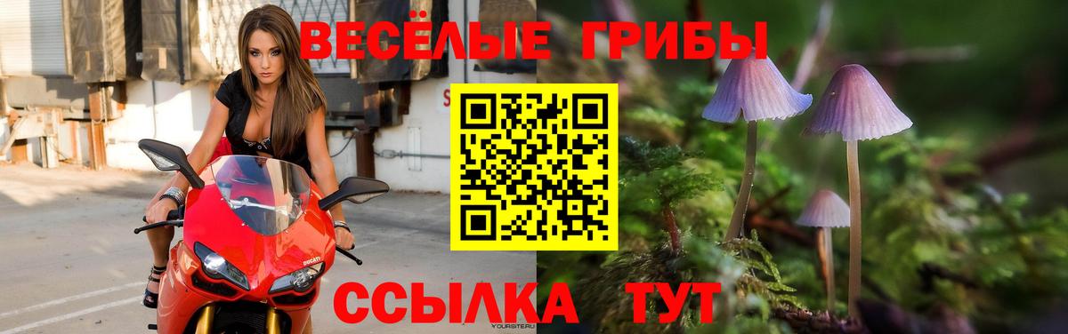 Галлюциногенные грибы Psilocybine cubensis Новокуйбышевск